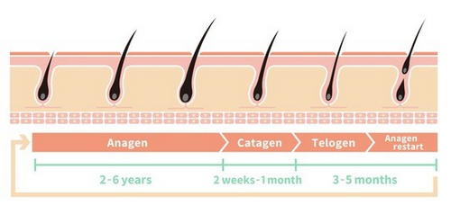 廣州市荔醫(yī)植發(fā)醫(yī)生介紹